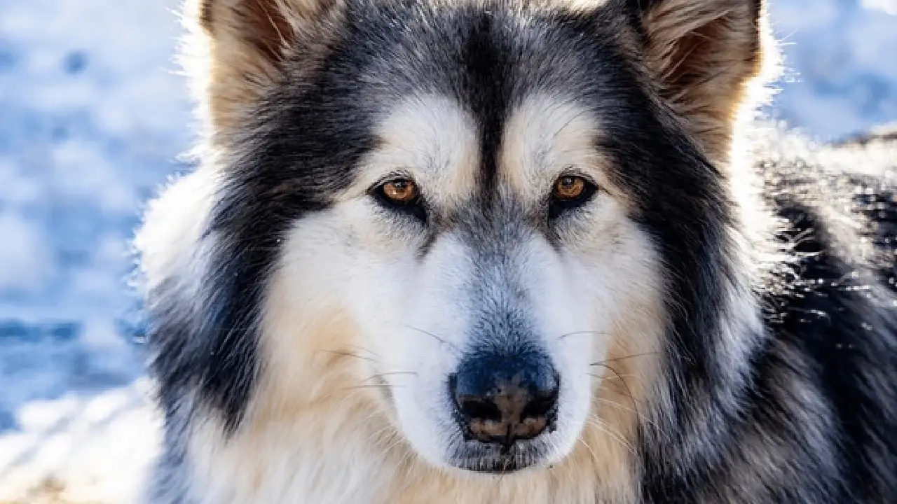 Black and White Alaskan Malamute | MrDogBreeds