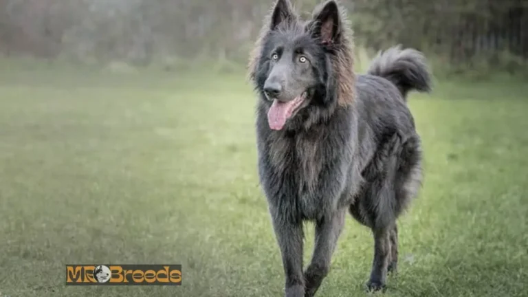 Blue German Shepherd