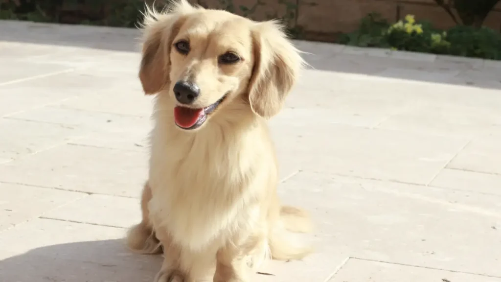 English Cream Dachshund