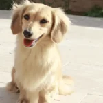 English Cream Dachshund