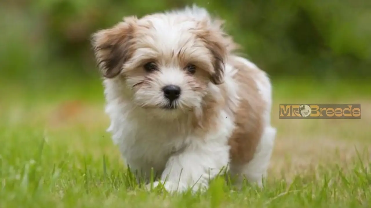 Havanese Colors
