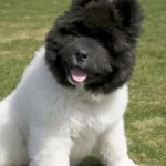 Long Hair Akita