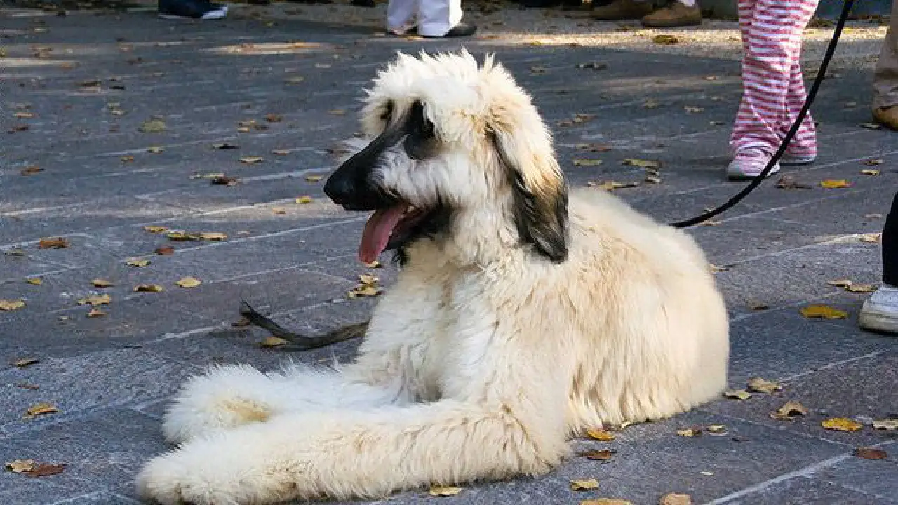 (Pooghan) Afghan Hound Poodle Mix | Their Characteristics